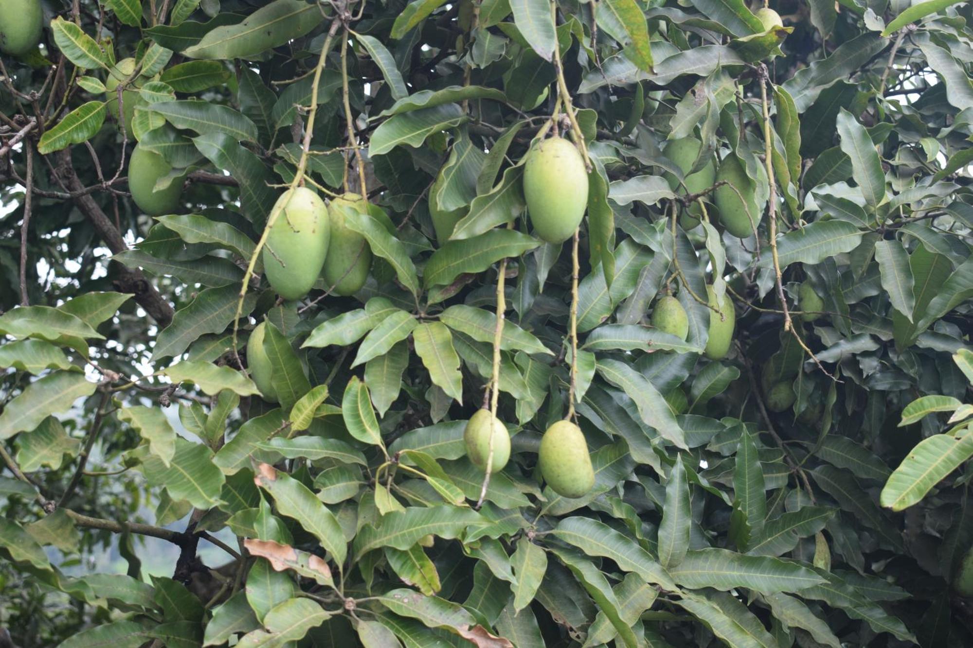 Namaya Nature Kandy Exterior photo